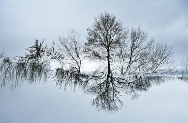 Photo d'arbres nus se refletant dans un lac. Photo de Michel Casino