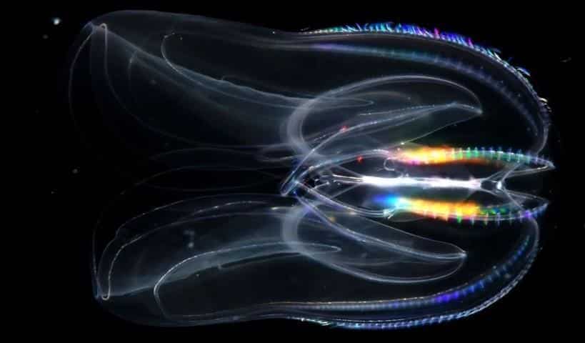 Organisme transparent et coloré vivant dans les abysses des océans