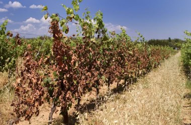 Vignes sèches